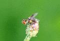 [ pilt: 059X   IMG_4101    .JPG ]